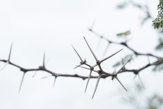 Branches with long pointed thorns