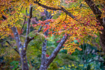 紅葉　秋の和風イメージ