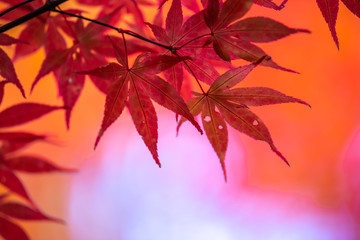 紅葉　秋の和風イメージ