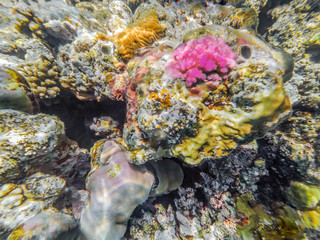 Many colorful tropical fish anthias feed on a coral reef in the Red sea, Egypt. Underwater shooting.