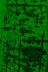 Fototapeta premium Aspen tree bark green texture