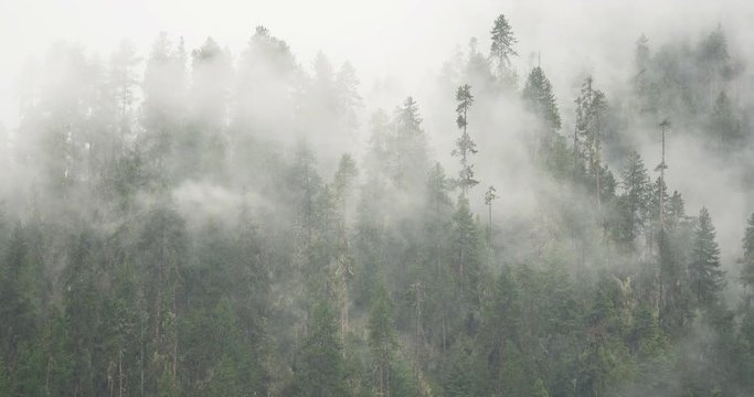 4k time lapse of mountain mist rising in the morning-fog pine trees-such as wonderland.Bomi County in tibet-the largest precipitation area in China.