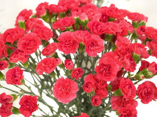 Fototapeta premium カーネーションの花