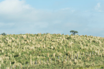 Summer landscape in Cordoba, Argentina