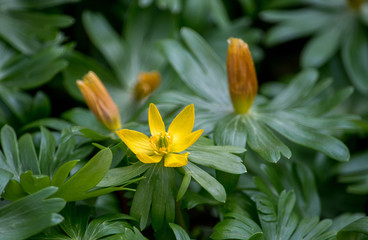 Early spring aconite flowers