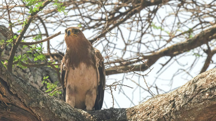 close up of a tawny eagle perched in a tree at tarangire