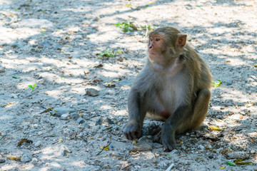 Pensive monkey sitting on the ground at the zoo