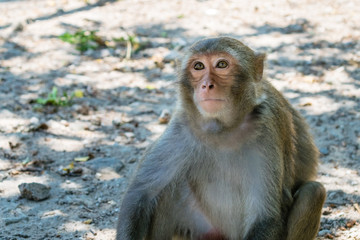 Old monkey with big eyes and facial hair sits on ground