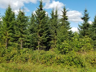 pine trees in forest