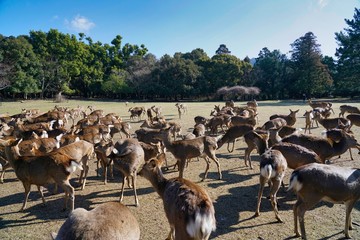 Nara,Japan-February 21, 2020: Attracting deer with horn tones at Tobihino at Nara Park in the winter morning
