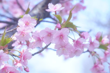 桜の花のソフトでハイキーな写真