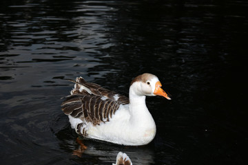 Wildlife Portrait And Nature Landscape