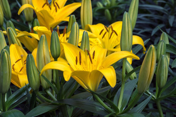 Yellow day lilies bloom in a summer flowerbed