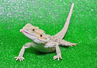 lizard on a rock
