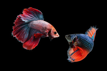 Halfmoon betta beautiful fish. capture the moving moment beautiful of siam betta fish in thailand on black background.