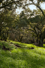 Fototapeta premium Shaded Oak Trees on Green Hillsides