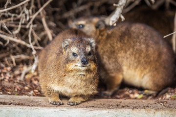 Two cute Hyrax sitting on wooden fence. Cap Town, South Africa