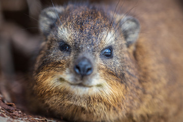 Portrait of a cute Hyrax. Cap Town, South Africa