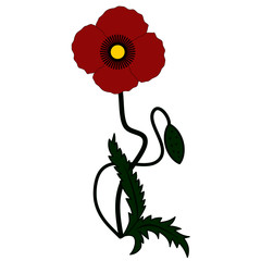 Red poppy and flower bud 