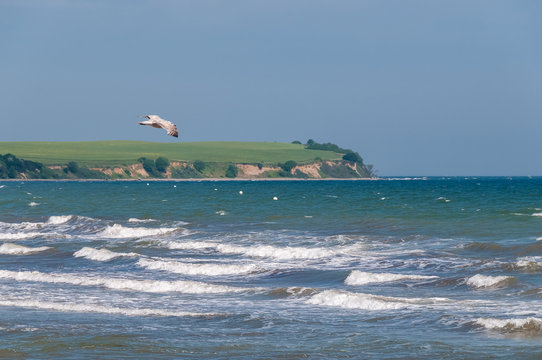 Flying Seagull at Boltenhagen