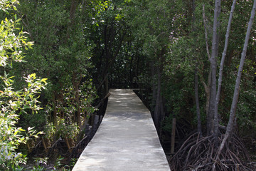 Wooden tourist path in Kampinos Forest park