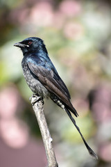 Wildlife Portrait And Nature Landscape