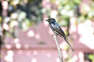 Wildlife Portrait And Nature Landscape