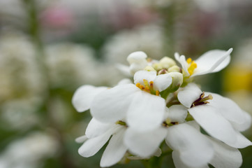 Obraz premium 春の花