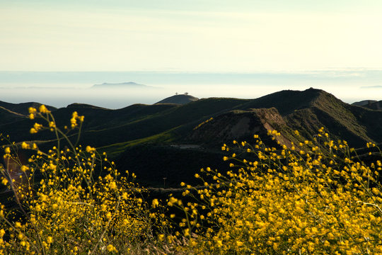 Two Trees with Wildflowers and Island View