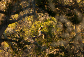 Red Tailed Hawk in Canyon