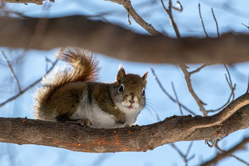 Red tree squirrel through the branches against sky