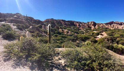Fototapeta na wymiar Panoramic desert with cactus and hills
