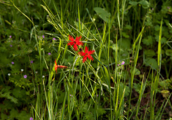 Fire Pink Wildflowers in Green Vegetation