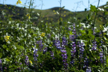 Purple Lupine Wildflowers on Green Hillsides