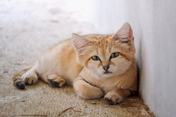 Felis Margarita slept on a cement floor and looking camera with a blurred background.