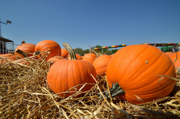 pumpkins in the field