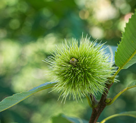 Fruit on managed sweet chestnut (Castanea sativa) trees.
