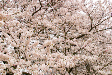 那賀川沿いの桜