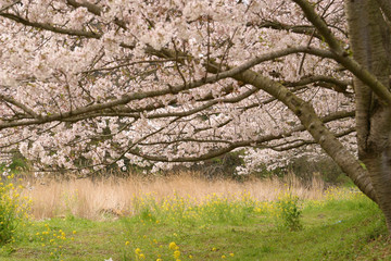 那賀川沿いの桜