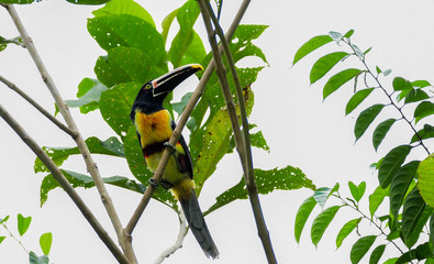 Pichí Bandeado - Pteroglossus torquatus - Collared Aracari - Arasarí Acollarado