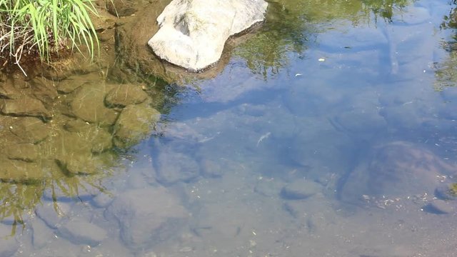 川で泳ぐイワナ
