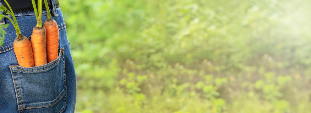 Banner. Carrot.  Three carrots in the pocket of a farmer's man on the background of greenery in the garden, left space for text. A single fresh carrot in a man's pocket of a farmer.