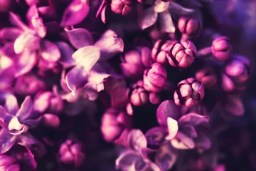  Purple lilac flowers blossom in garden background © Mariusz Blach