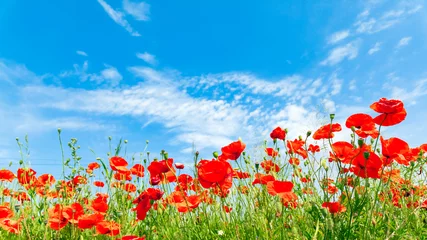 Gordijnen Red poppy flowers on sunny blue sky, poppies spring blossom, green meadow with flowers © Mariusz Blach