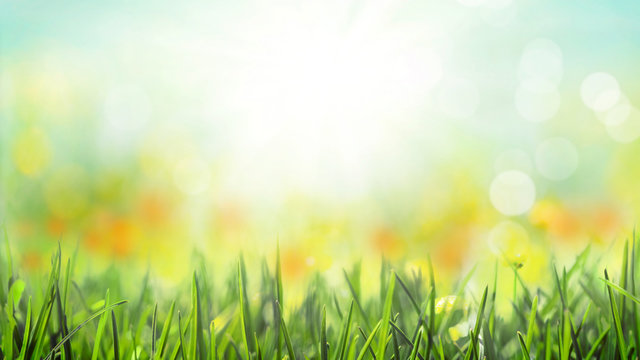 grass with sunny meadow bokeh background, spring blossom, wild flowers