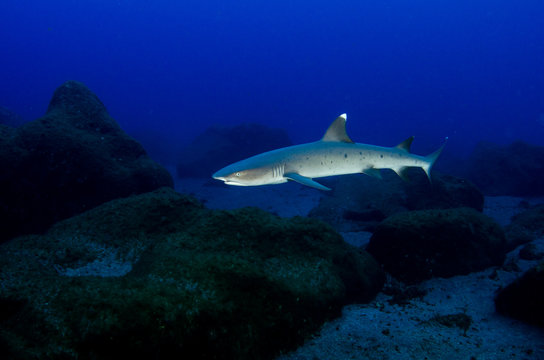 Reef fish from Revillagigedo archipelago. Mexico.