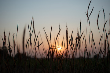 Fototapeta na wymiar Sunset on grass flowers.A wonderful sunset landscape on a meadow.