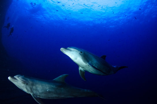 Dolphins in el boiler, revillagigedo archipelago, Mexico.