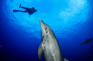 Dolphins in el boiler, ravillagigedo archipelago, Mexico.