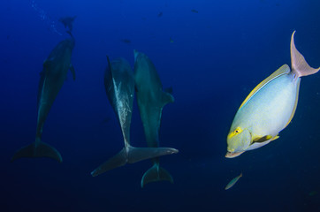 Dolphins in el boiler, ravillagigedo archipelago, Mexico.